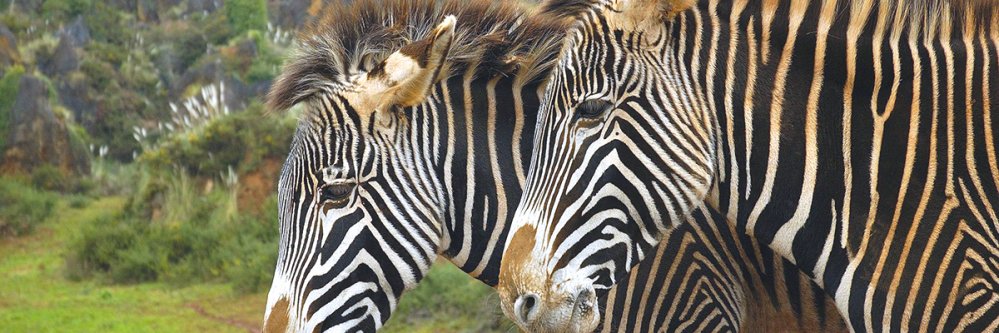 Disfruta de Cantabria con entrada al Parque Natural de Cabárceno