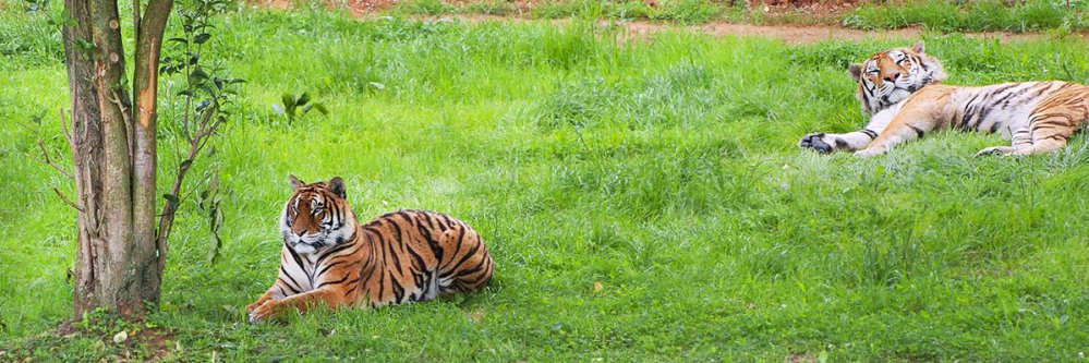 Disfruta de Cantabria con entrada al Parque de Cabárceno